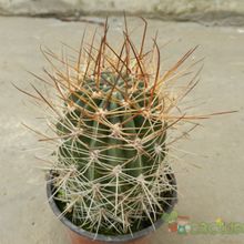 A photo of Echinopsis lateritia