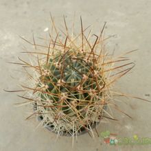 A photo of Echinopsis lateritia