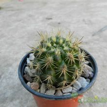 Una foto de Eriosyce subgibbosa