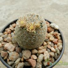 A photo of Mammillaria lasiacantha