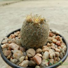 A photo of Mammillaria lasiacantha