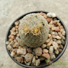 A photo of Mammillaria lasiacantha