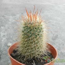 A photo of Mammillaria rekoi