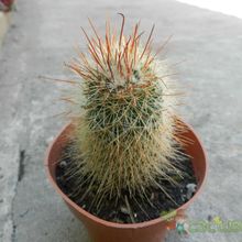 A photo of Mammillaria rekoi
