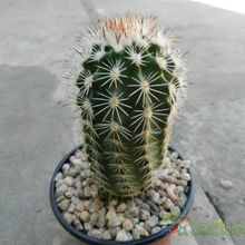 Una foto de Echinocereus dasyacanthus
