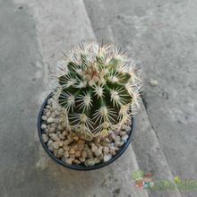 Una foto de Echinocereus dasyacanthus