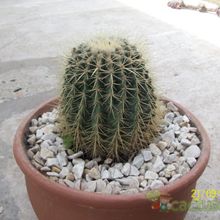 Una foto de Echinocactus grusonii
