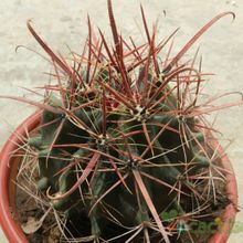 Una foto de Ferocactus peninsulae var. santa-maria