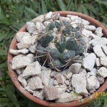 Una foto de Coryphantha elephantidens