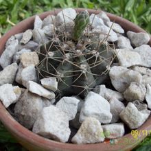 A photo of Gymnocalycium anisitsii