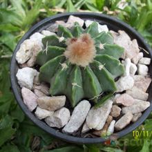 A photo of Parodia sellowii