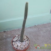 A photo of Cleistocactus smaragdiflorus
