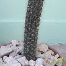 A photo of Cleistocactus smaragdiflorus