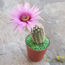 A photo of Echinocereus reichenbachii var. baileyi