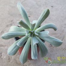 A photo of Echeveria runyonii cv. Topsy turvy 