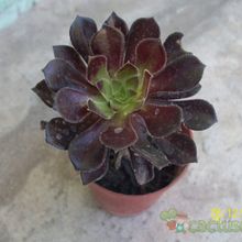 Una foto de Aeonium arboreum cv. artropurpureum