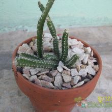 A photo of Disocactus speciosus