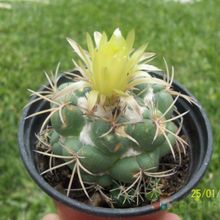 Una foto de Coryphantha elephantidens ssp.bumamma