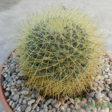 Una foto de Mammillaria rhodantha ssp. pringlei