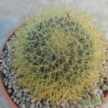 Una foto de Mammillaria rhodantha ssp. pringlei
