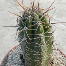 A photo of Echinopsis tacaquirensis
