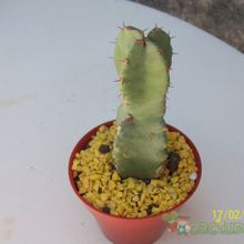 Una foto de Euphorbia resinifera