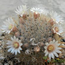 A photo of Mammillaria pennispinosa
