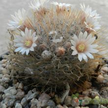 A photo of Mammillaria pennispinosa