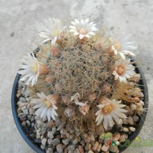 A photo of Mammillaria pennispinosa