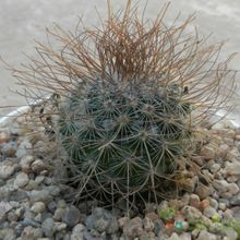 Una foto de Mammillaria rekoi subsp. leptacantha