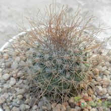 Una foto de Mammillaria rekoi subsp. leptacantha