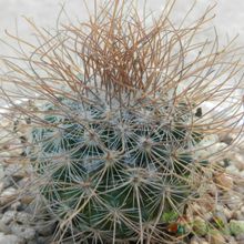 Una foto de Mammillaria rekoi subsp. leptacantha
