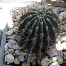 Una foto de Echinopsis nigra