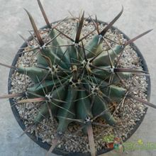 Una foto de Ferocactus peninsulae var. townsendianus