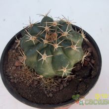Una foto de Matucana paucicostata