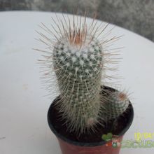 A photo of Mammillaria geminispina