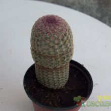 Una foto de Echinocereus rigidissimus