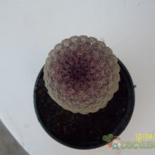 Una foto de Echinocereus rigidissimus