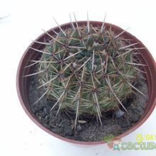 Una foto de Parodia mammulosa subsp. submammulosus