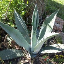 Una foto de Agave americana