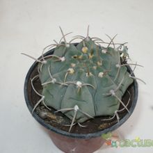 Una foto de Gymnocalycium ochoterenae subsp. vatteri