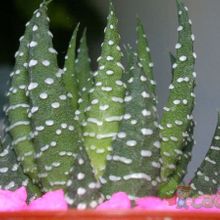 Una foto de Haworthia minor