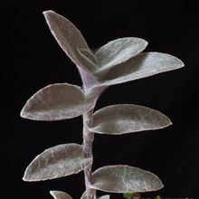 Una foto de Tradescantia sillamontana