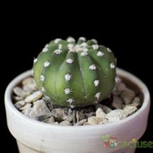 Una foto de Echinopsis subdenudata