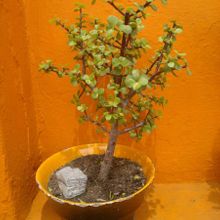 A photo of Portulacaria afra