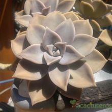 A photo of Graptopetalum paraguayense