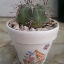 A photo of Gymnocalycium oenanthemum