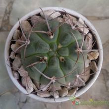 A photo of Gymnocalycium oenanthemum