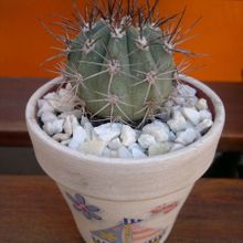 A photo of Melocactus azureus