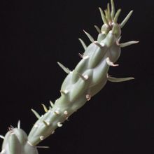A photo of Austrocylindropuntia subulata